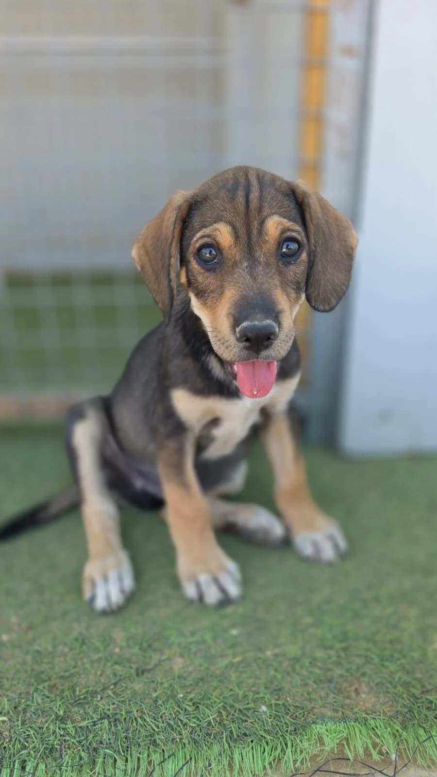 Basil, male puppy mixed breed for adoption at Merlin's Haven Dog Rescue