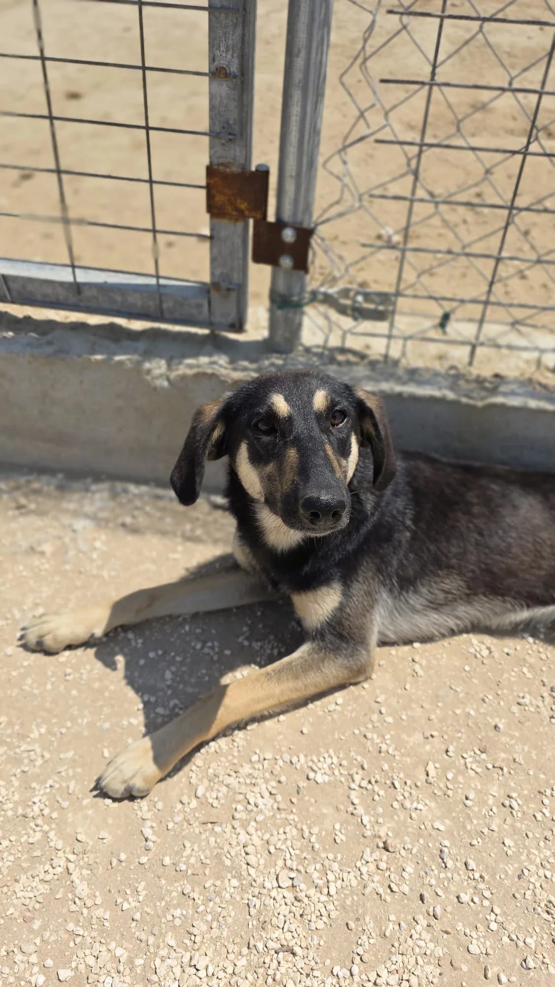 Bella, female young mixed breed for adoption at Merlin's Haven Dog Rescue