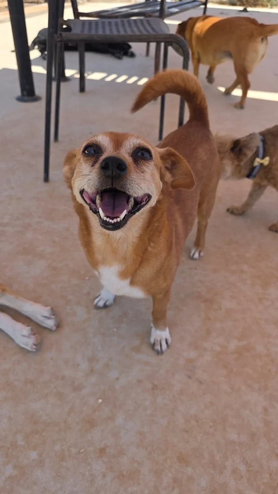 Betty, female 6yo mixed breed for adoption at Merlin's Haven Dog Rescue