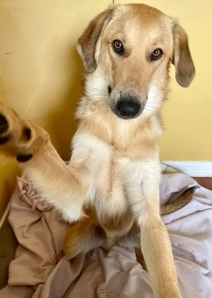 Biscuit (formerly Ronnie), male puppy mixed breed for adoption at Merlin's Haven Dog Rescue