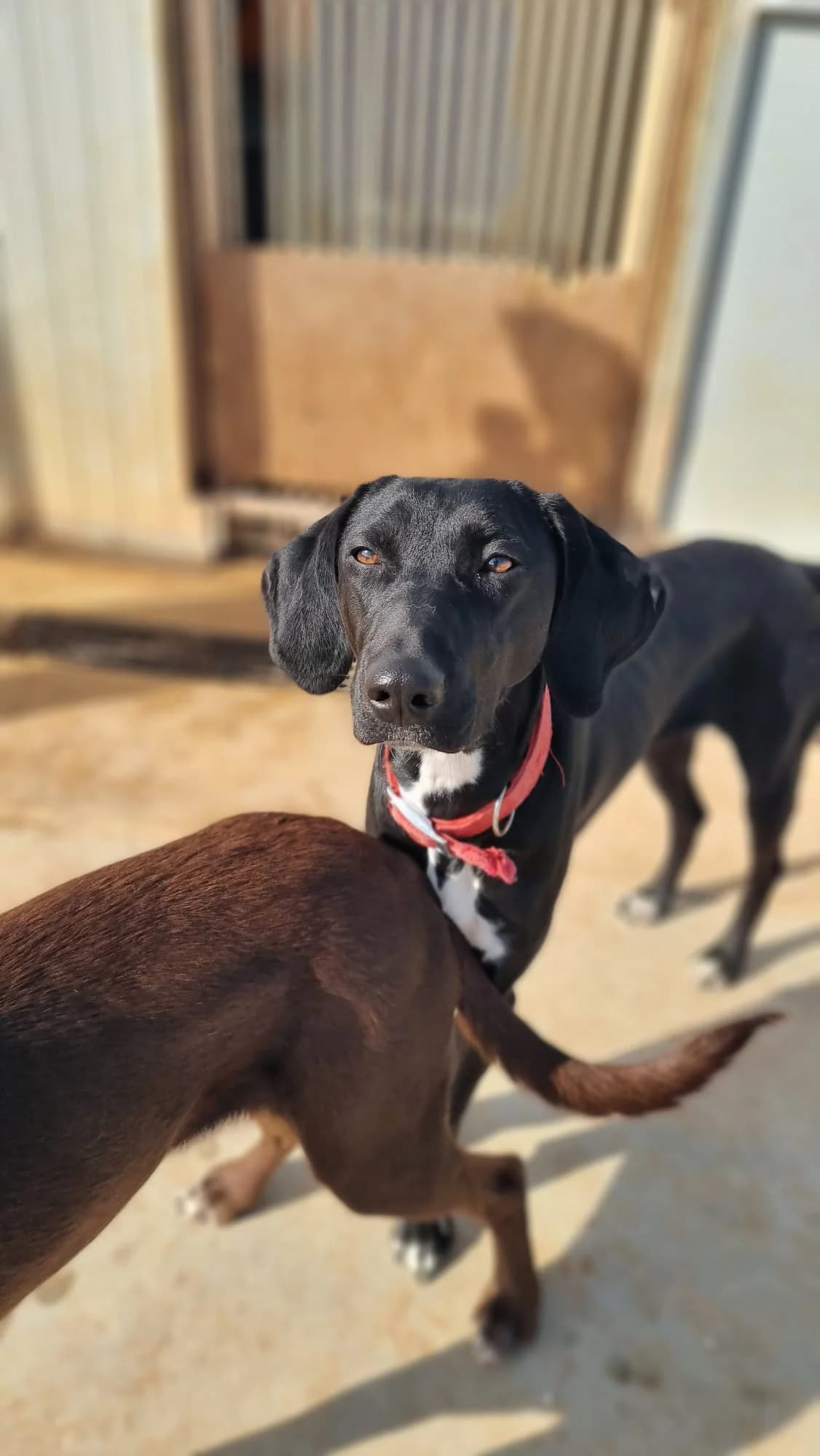 Bonita, female young Pointer for adoption at Merlin's Haven Dog Rescue