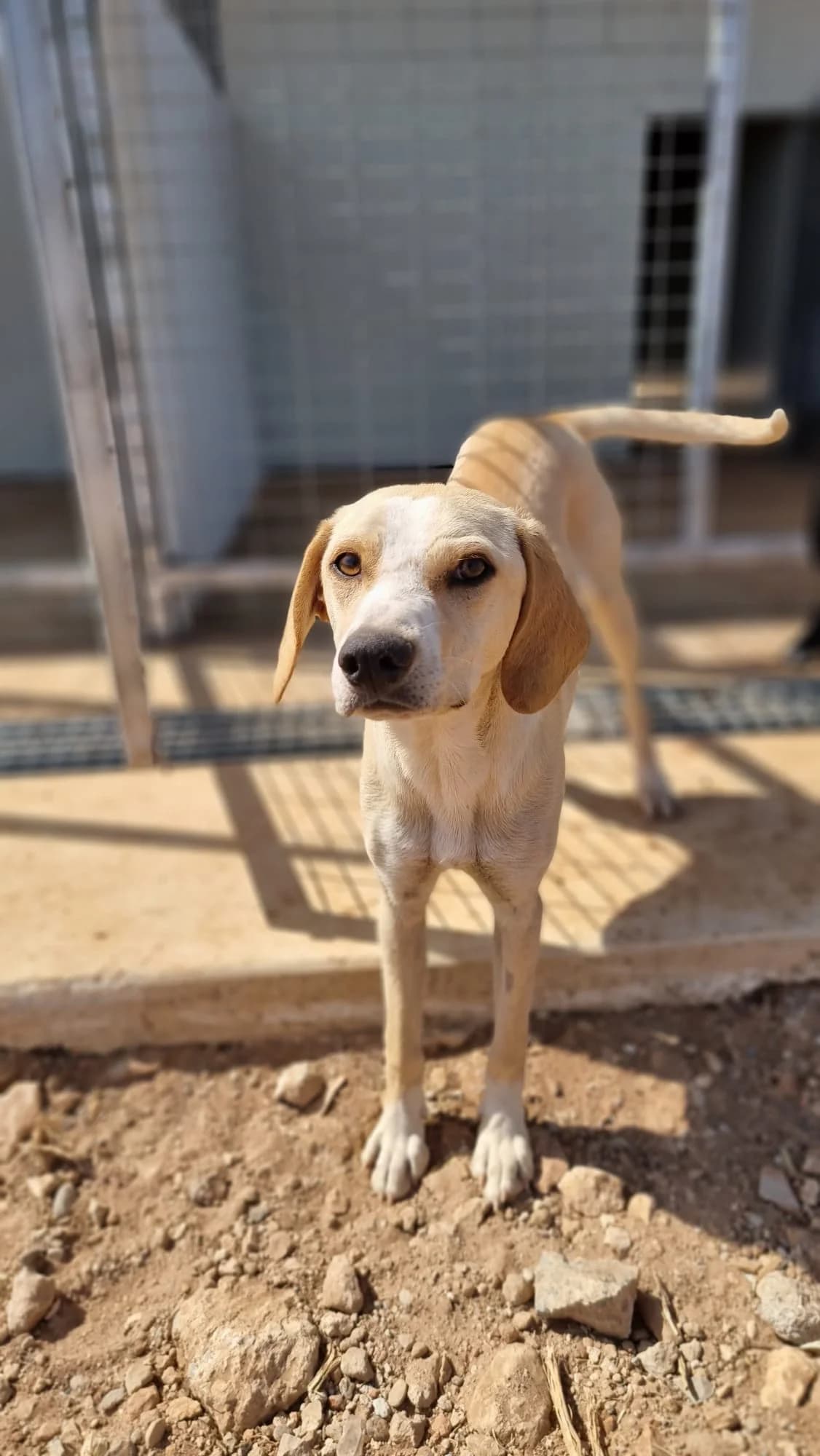 Bonnie, female young Pointer for adoption at Merlin's Haven Dog Rescue