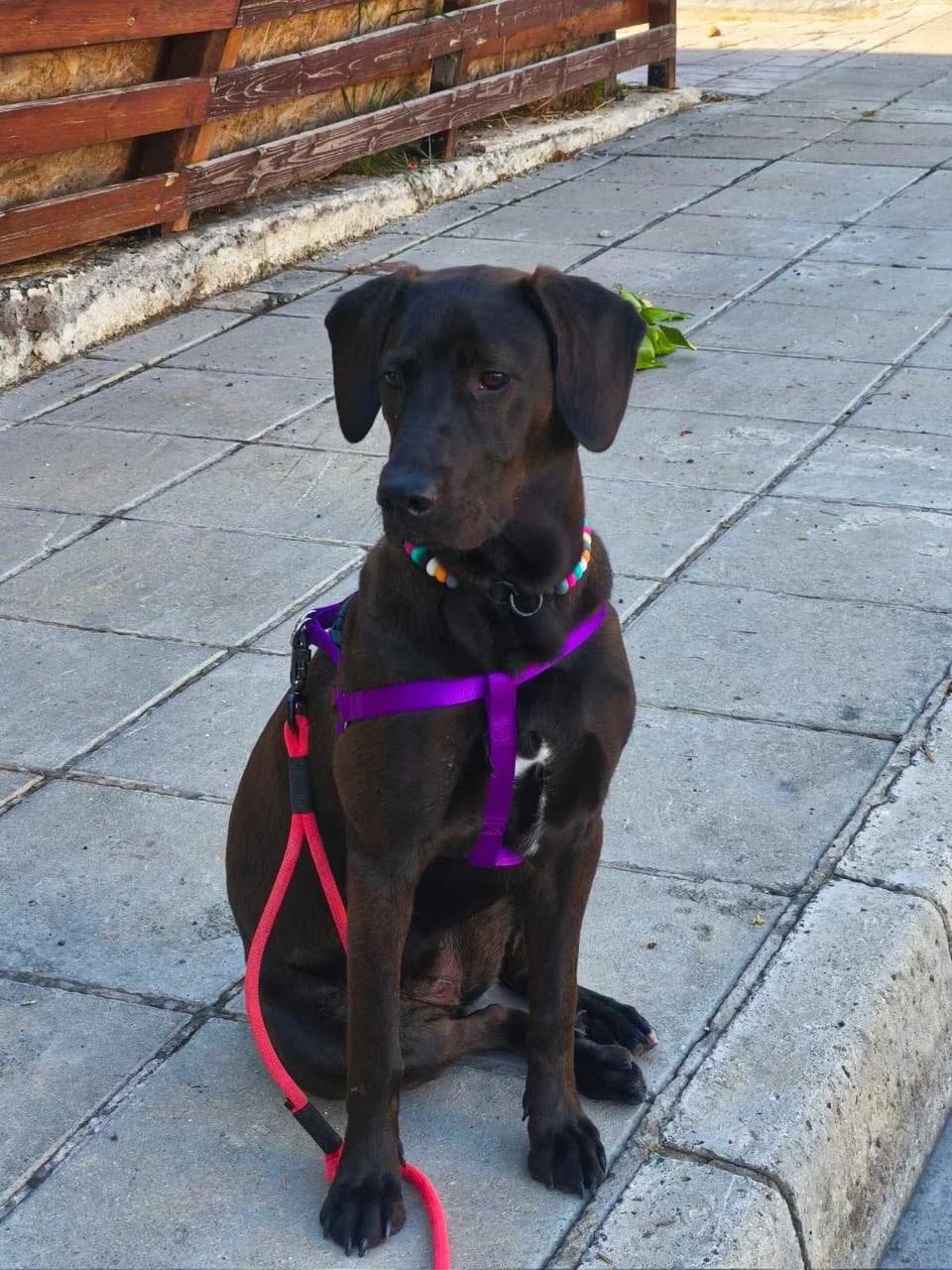 Boo, female young mixed breed for adoption at Merlin's Haven Dog Rescue