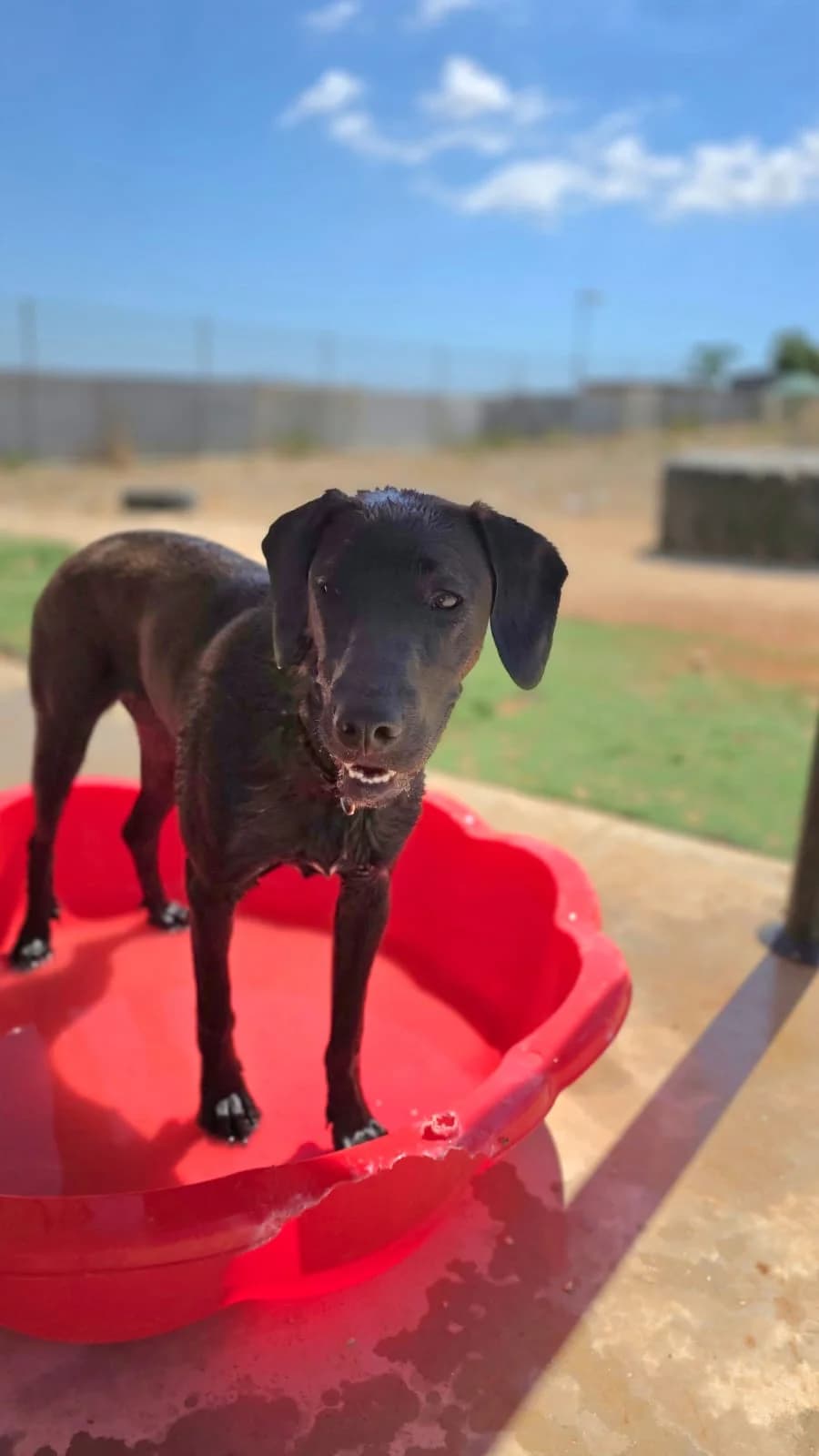 Boo, female young mixed breed for adoption at Merlin's Haven Dog Rescue
