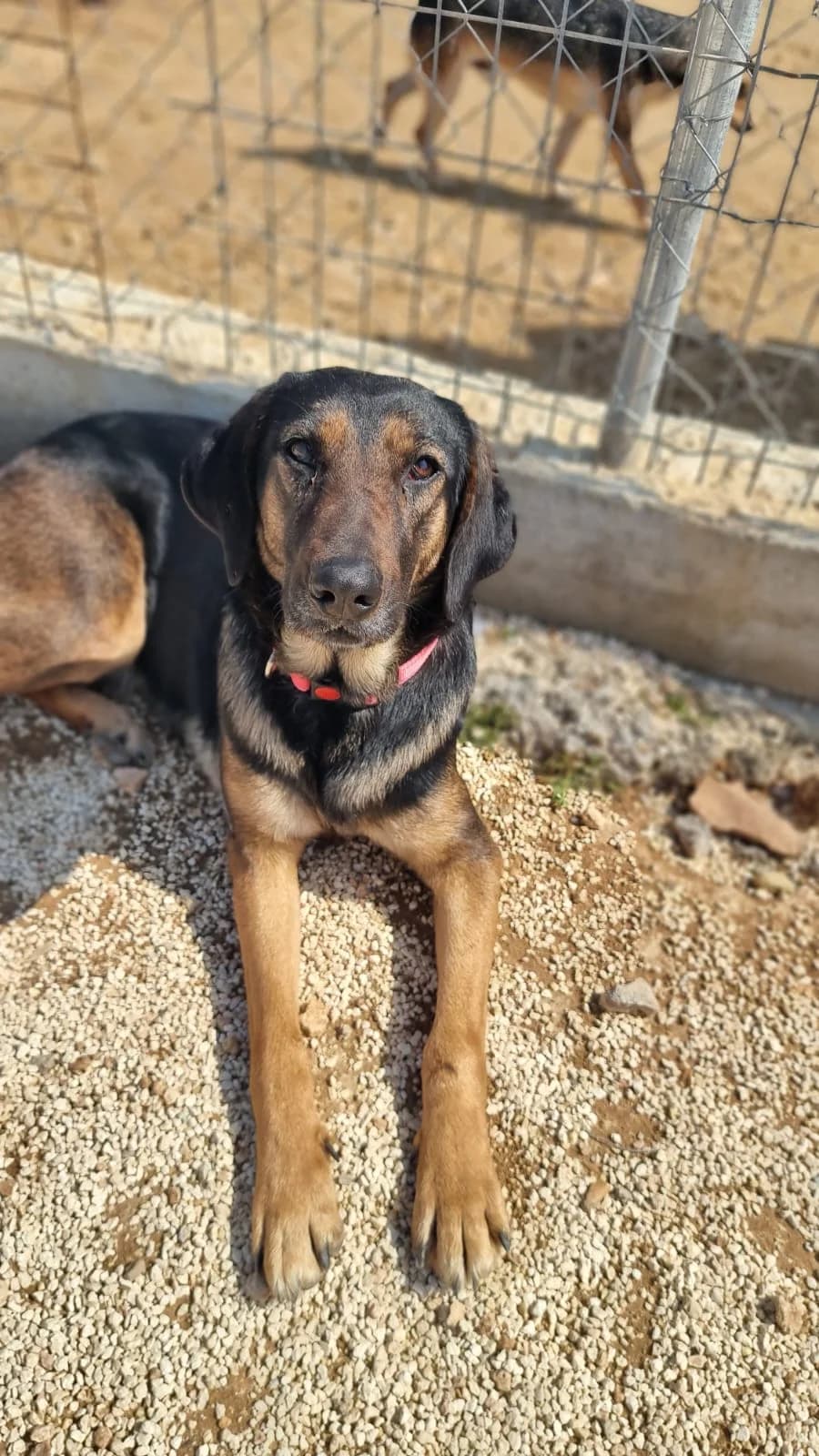 Cara, female young mixed breed for adoption at Merlin's Haven Dog Rescue