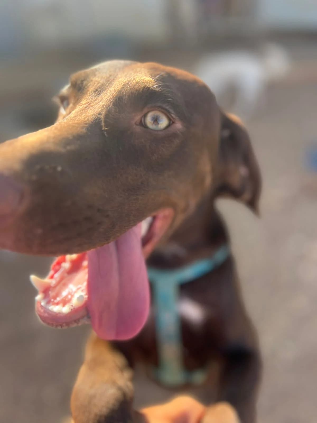 Choco, male Pointer for adoption at Merlin's Haven Dog Rescue