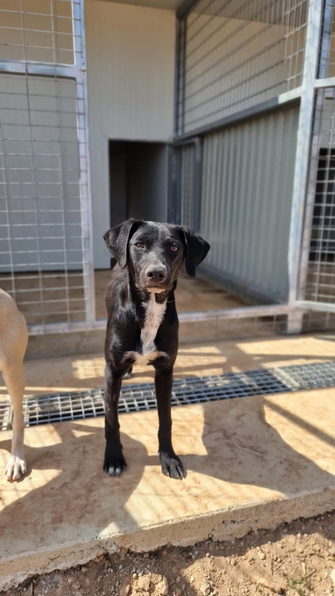 Clyde, male young Pointer for adoption at Merlin's Haven Dog Rescue