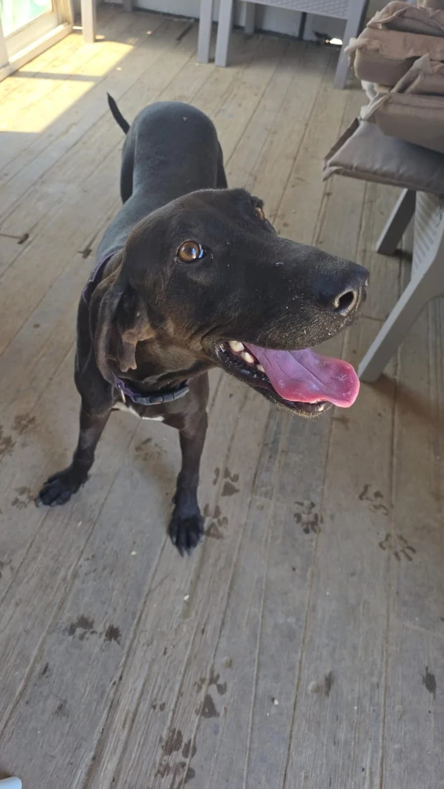 Conker, male young mixed breed for adoption at Merlin's Haven Dog Rescue