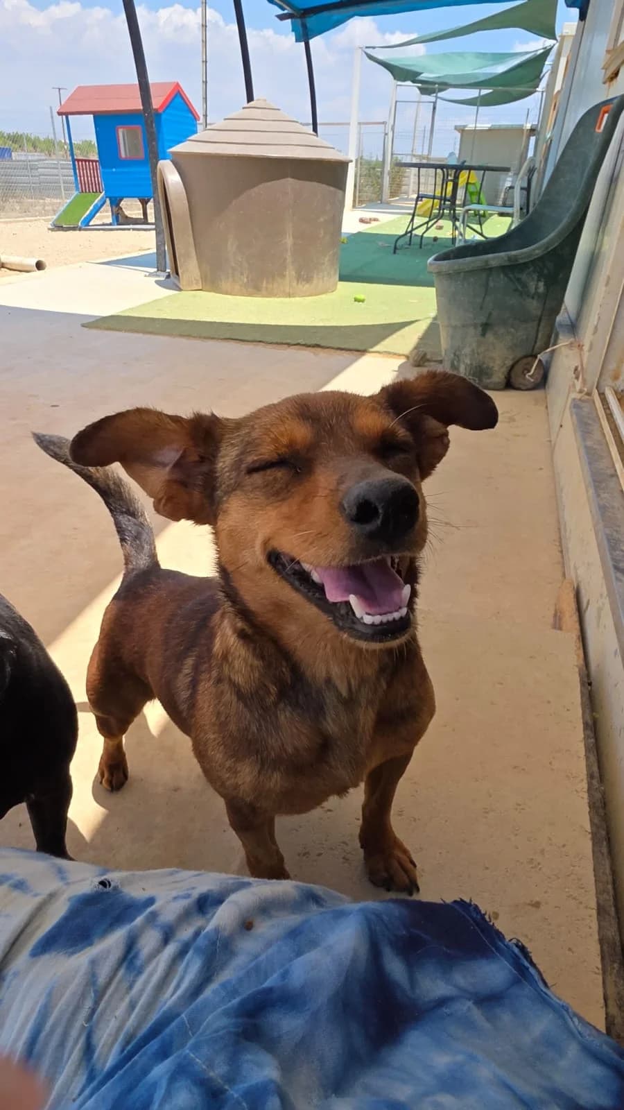 Cora, female young mixed breed for adoption at Merlin's Haven Dog Rescue