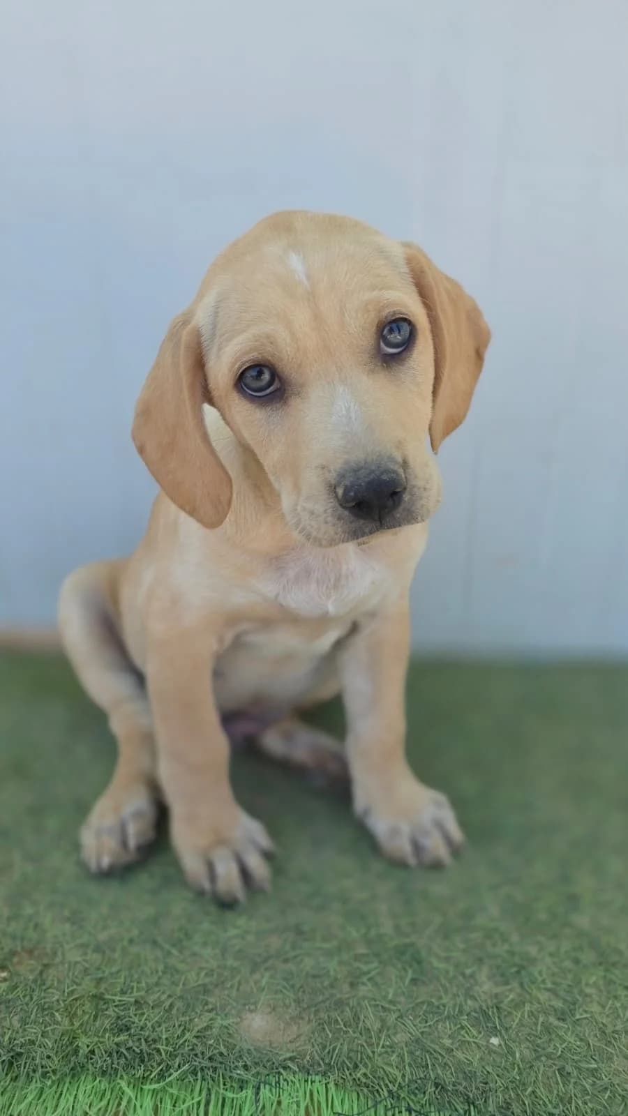 Cricket, male puppy mixed breed for adoption at Merlin's Haven Dog Rescue