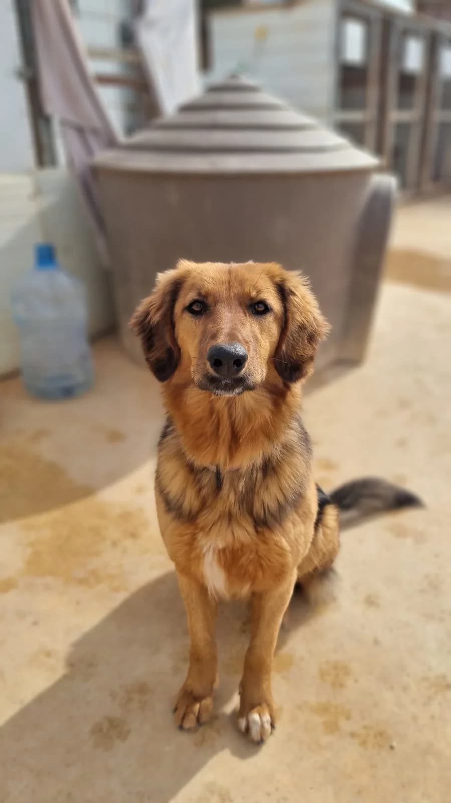 Daphne, female young mixed breed for adoption at Merlin's Haven Dog Rescue
