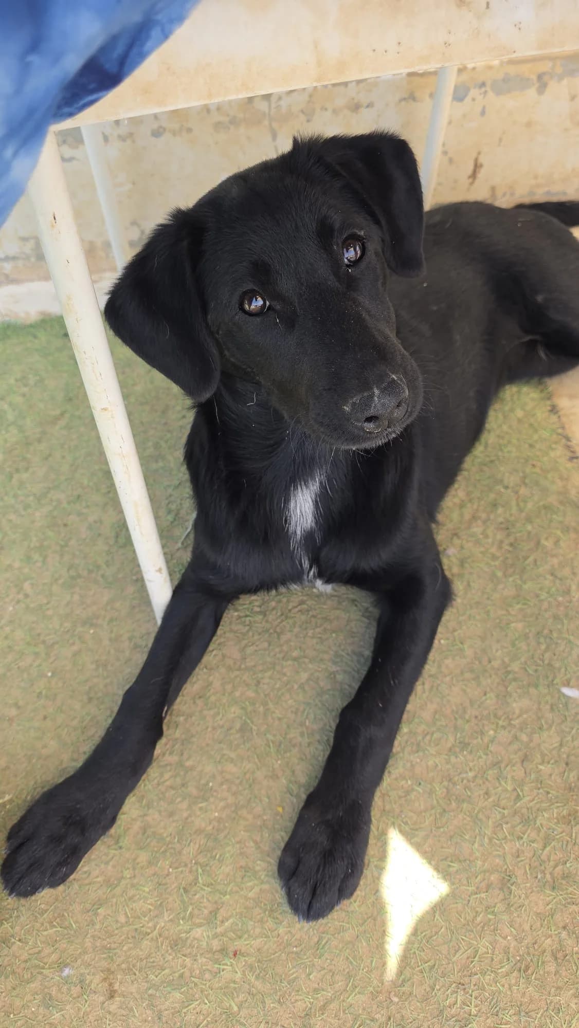 Ebony, female puppy mixed breed for adoption at Merlin's Haven Dog Rescue