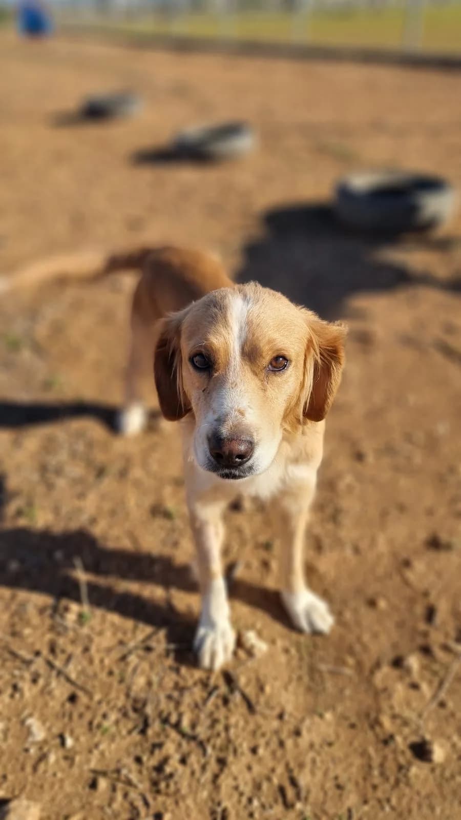 Ella, female young mixed breed for adoption at Merlin's Haven Dog Rescue