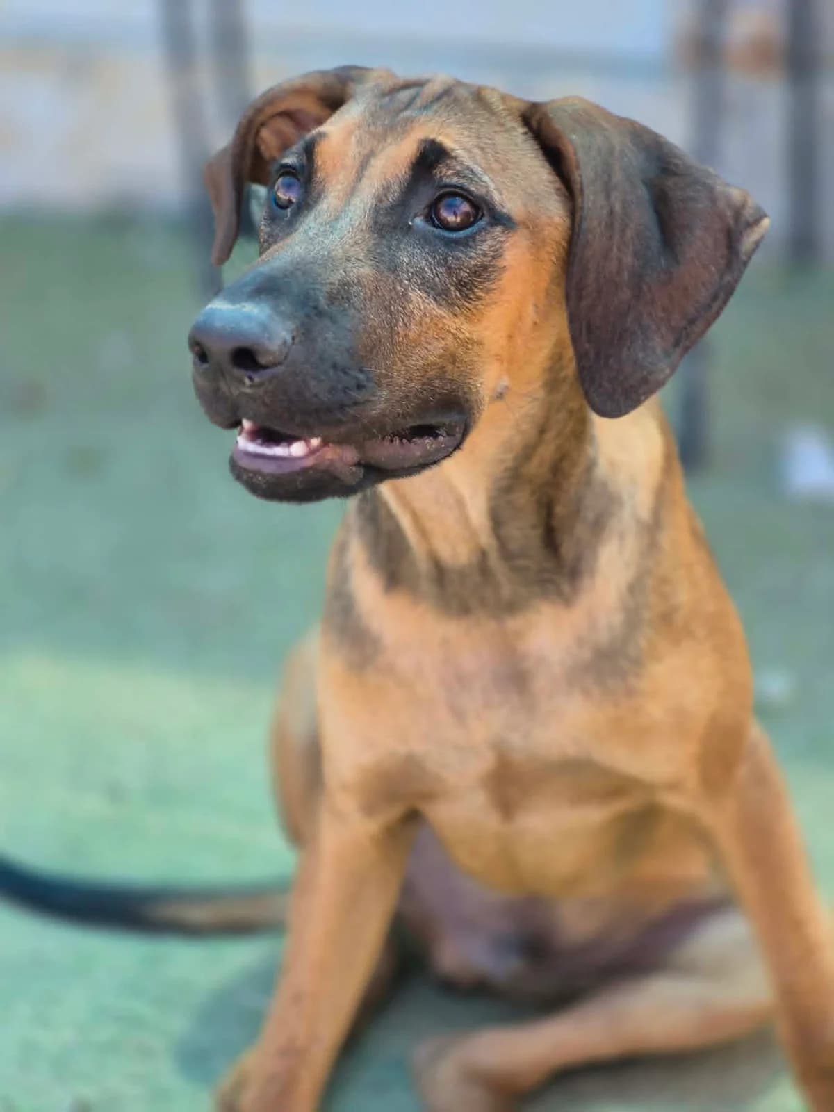 Freddie, male puppy mixed breed for adoption at Merlin's Haven Dog Rescue