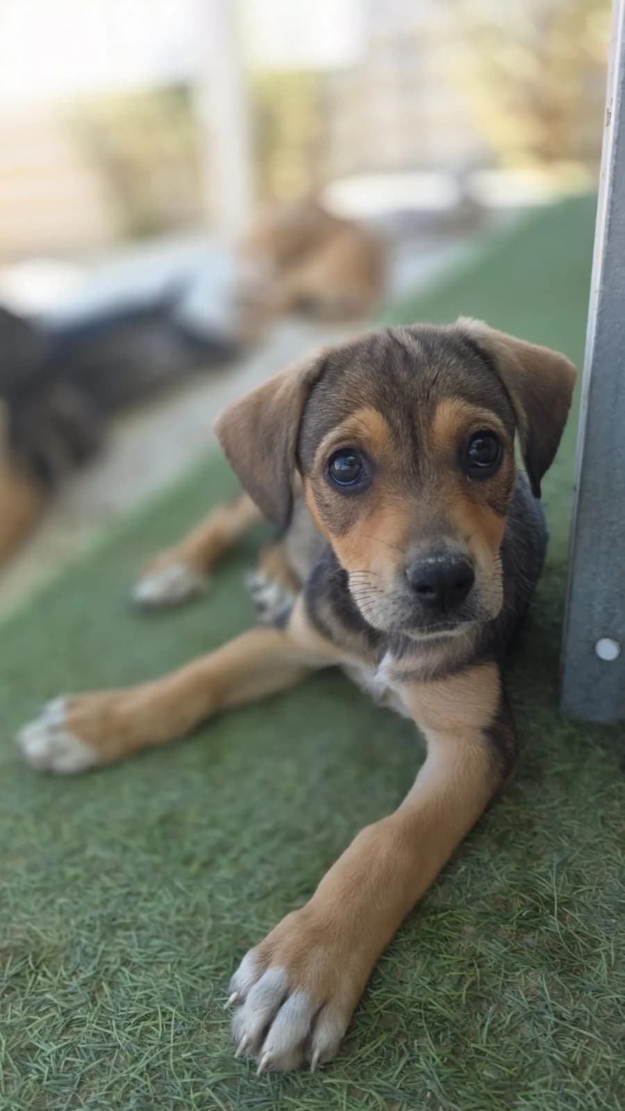 Hazel, female puppy mixed breed for adoption at Merlin's Haven Dog Rescue