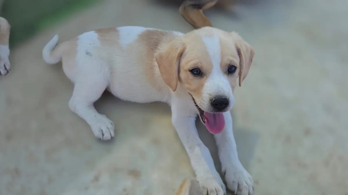 Humphrey, male puppy mixed breed for adoption at Merlin's Haven Dog Rescue