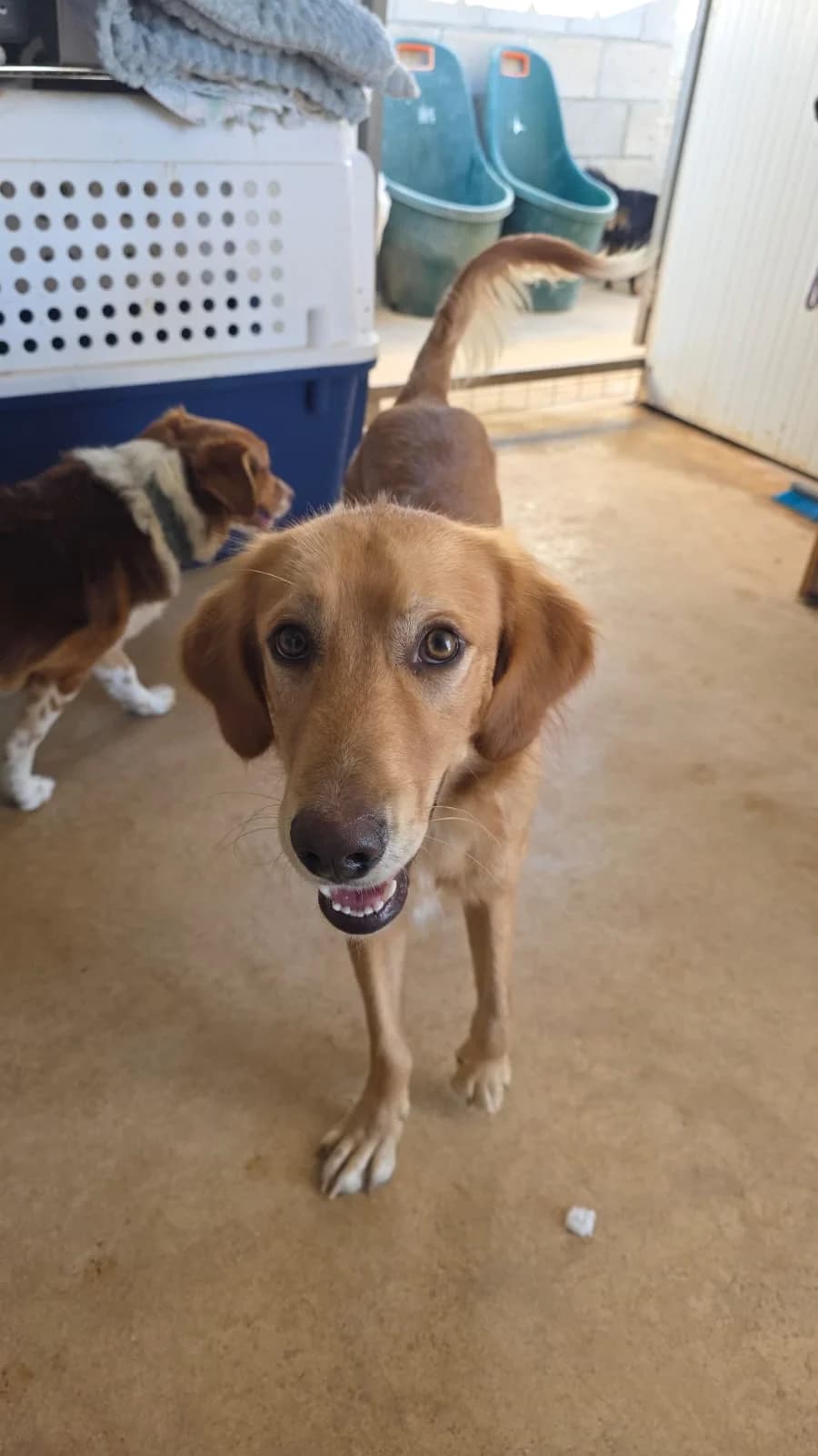 Jake, male puppy mixed breed for adoption at Merlin's Haven Dog Rescue