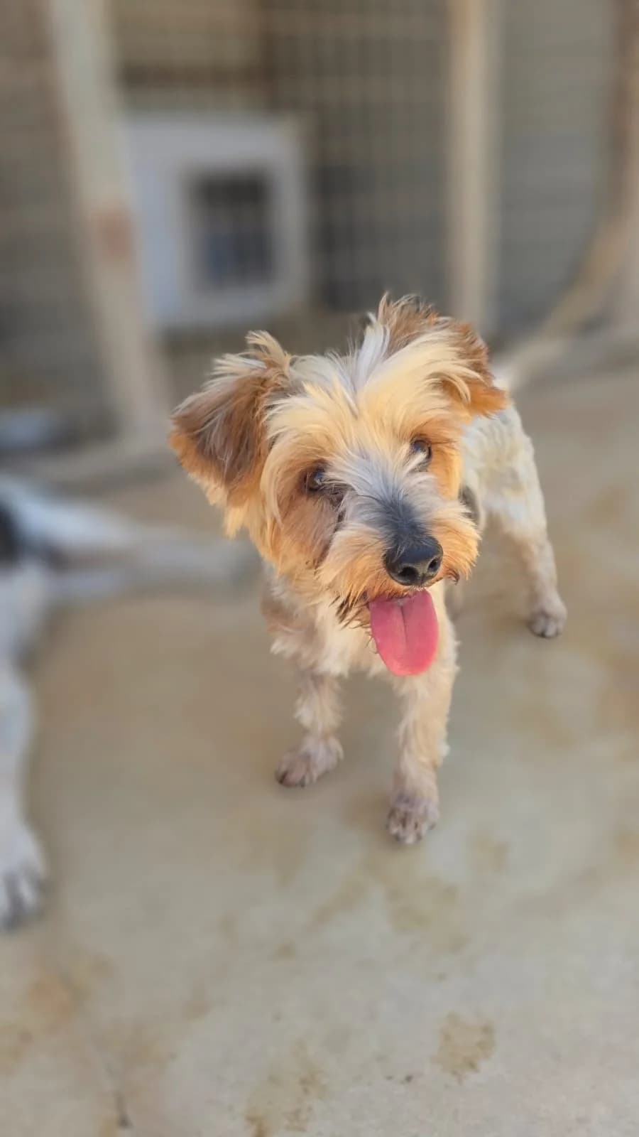Jock, male 3yo mixed breed for adoption at Merlin's Haven Dog Rescue
