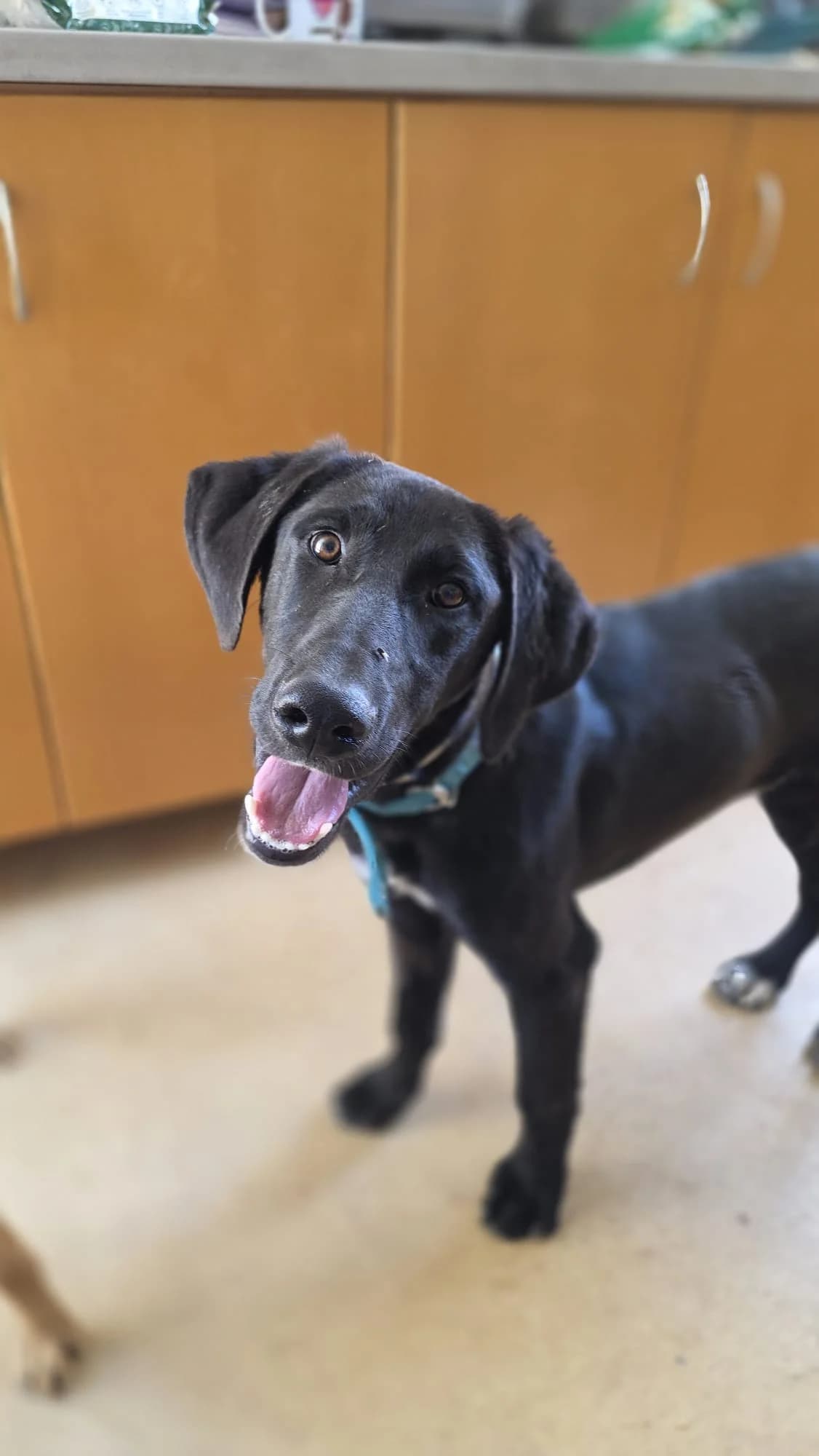 Knight, male young Labrador Retriever for adoption at Merlin's Haven Dog Rescue