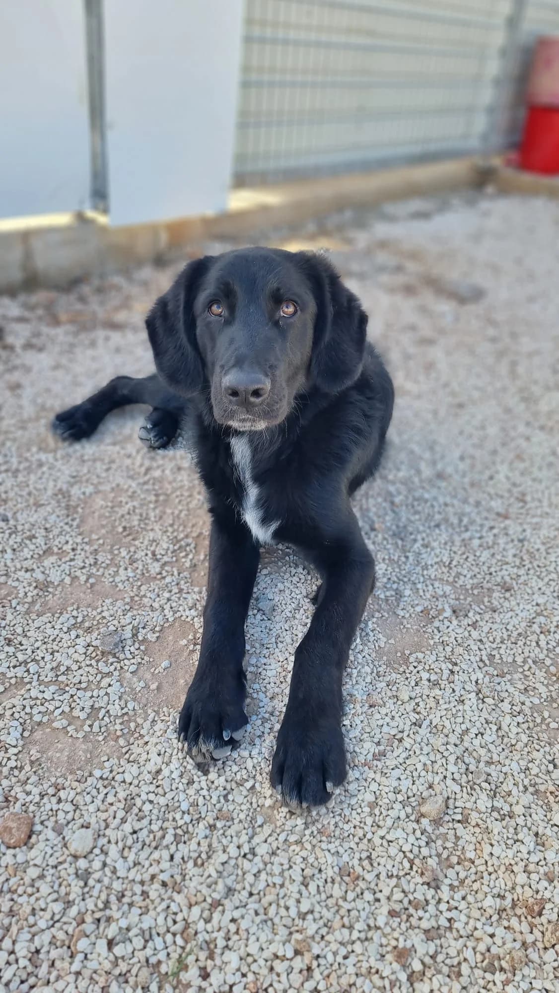 Kobe, male puppy mixed breed for adoption at Merlin's Haven Dog Rescue