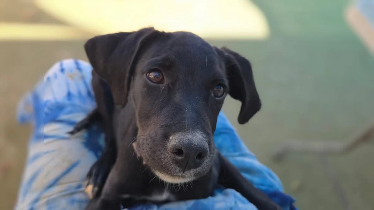 Levi, male puppy Pointer for adoption at Merlin's Haven Dog Rescue