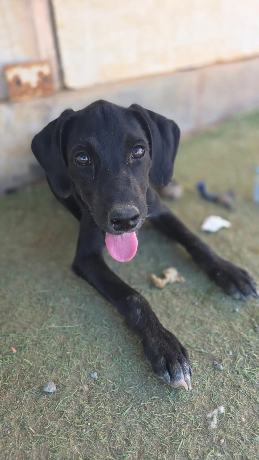 Lucy, female puppy Pointer for adoption at Merlin's Haven Dog Rescue