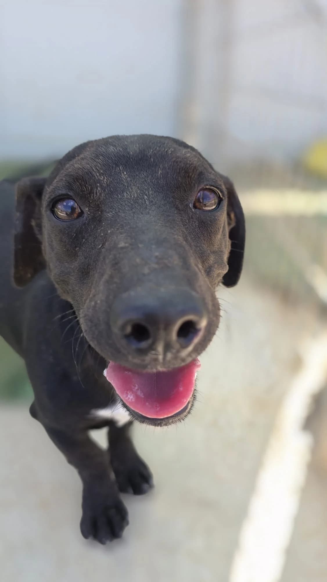 Mac, male puppy Dachshund for adoption at Merlin's Haven Dog Rescue