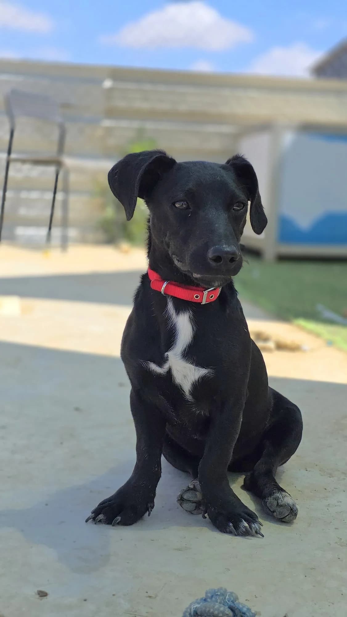 Marley, male puppy Dachshund for adoption at Merlin's Haven Dog Rescue