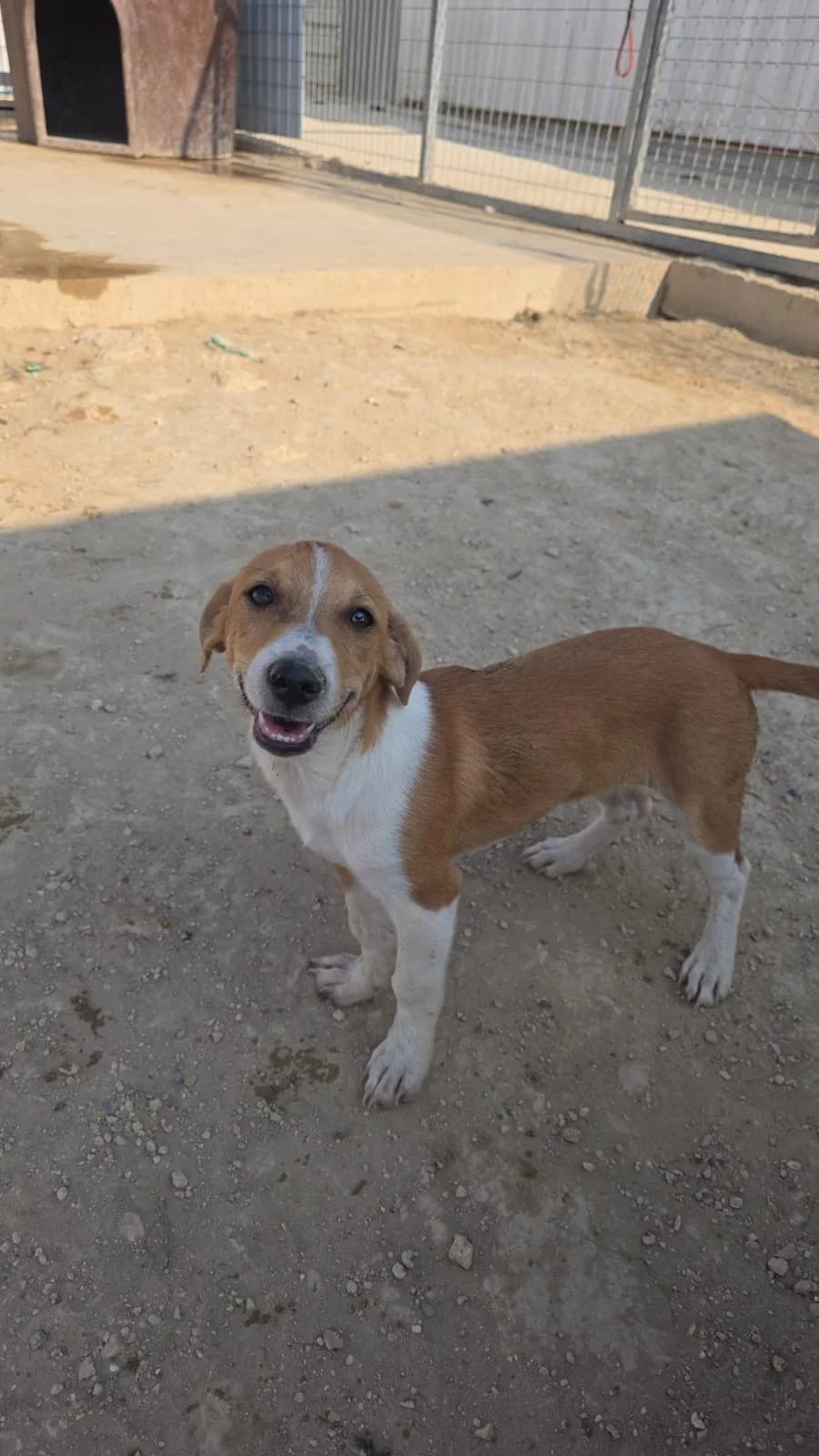 May, female puppy mixed breed for adoption at Merlin's Haven Dog Rescue