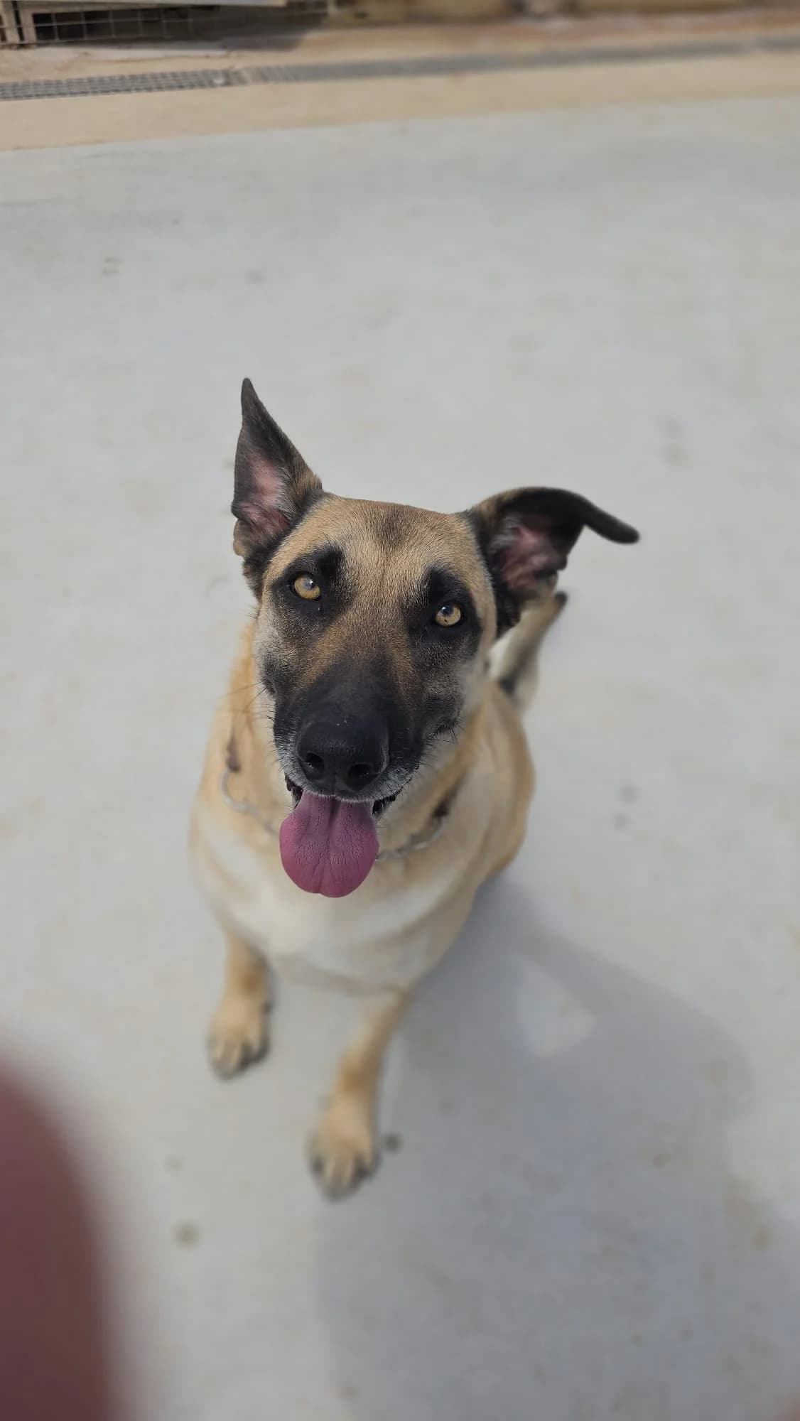 Merlin, male 3yo mixed breed for adoption at Merlin's Haven Dog Rescue