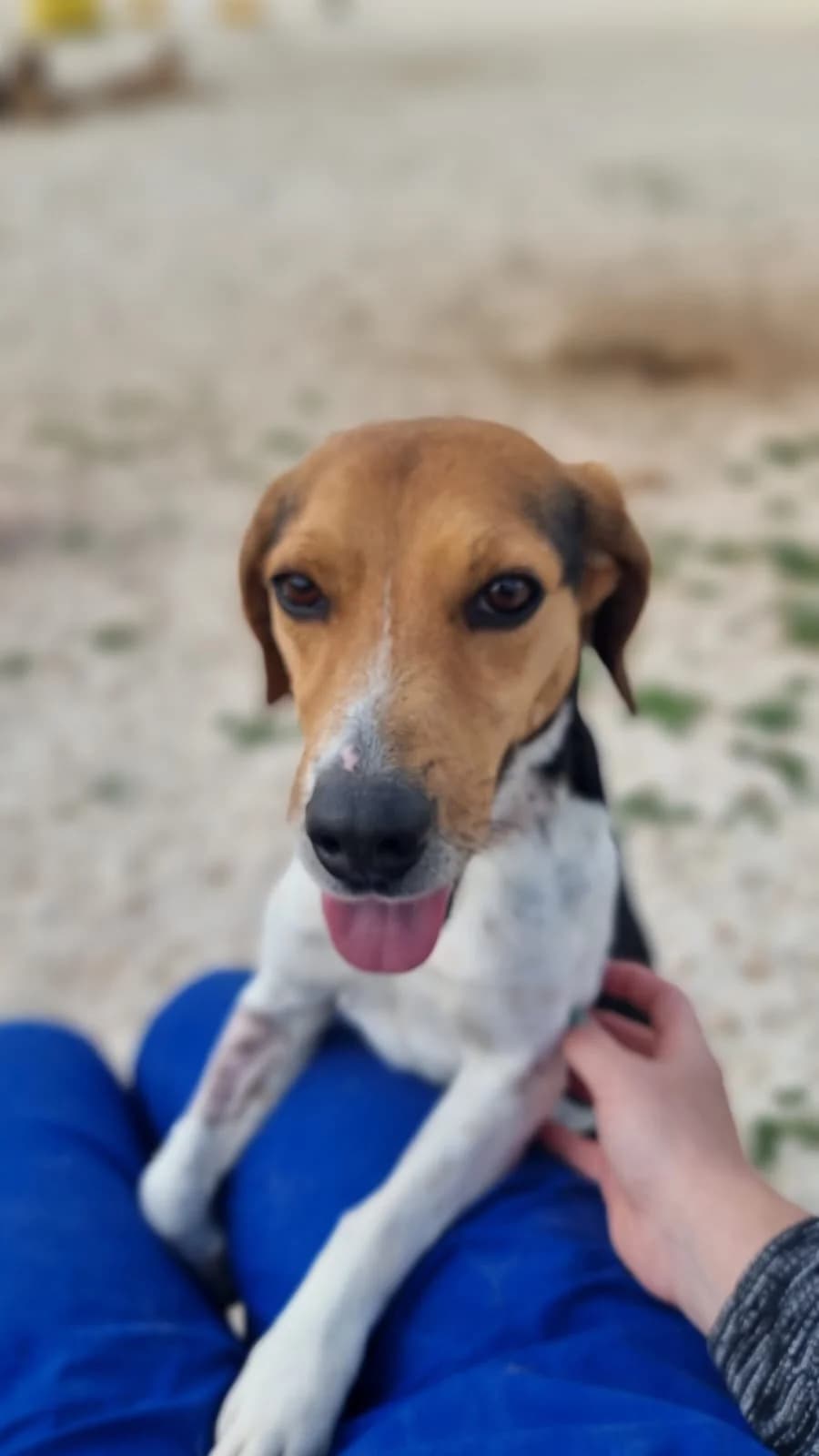 Mickey, male 5yo Beagle for adoption at Merlin's Haven Dog Rescue