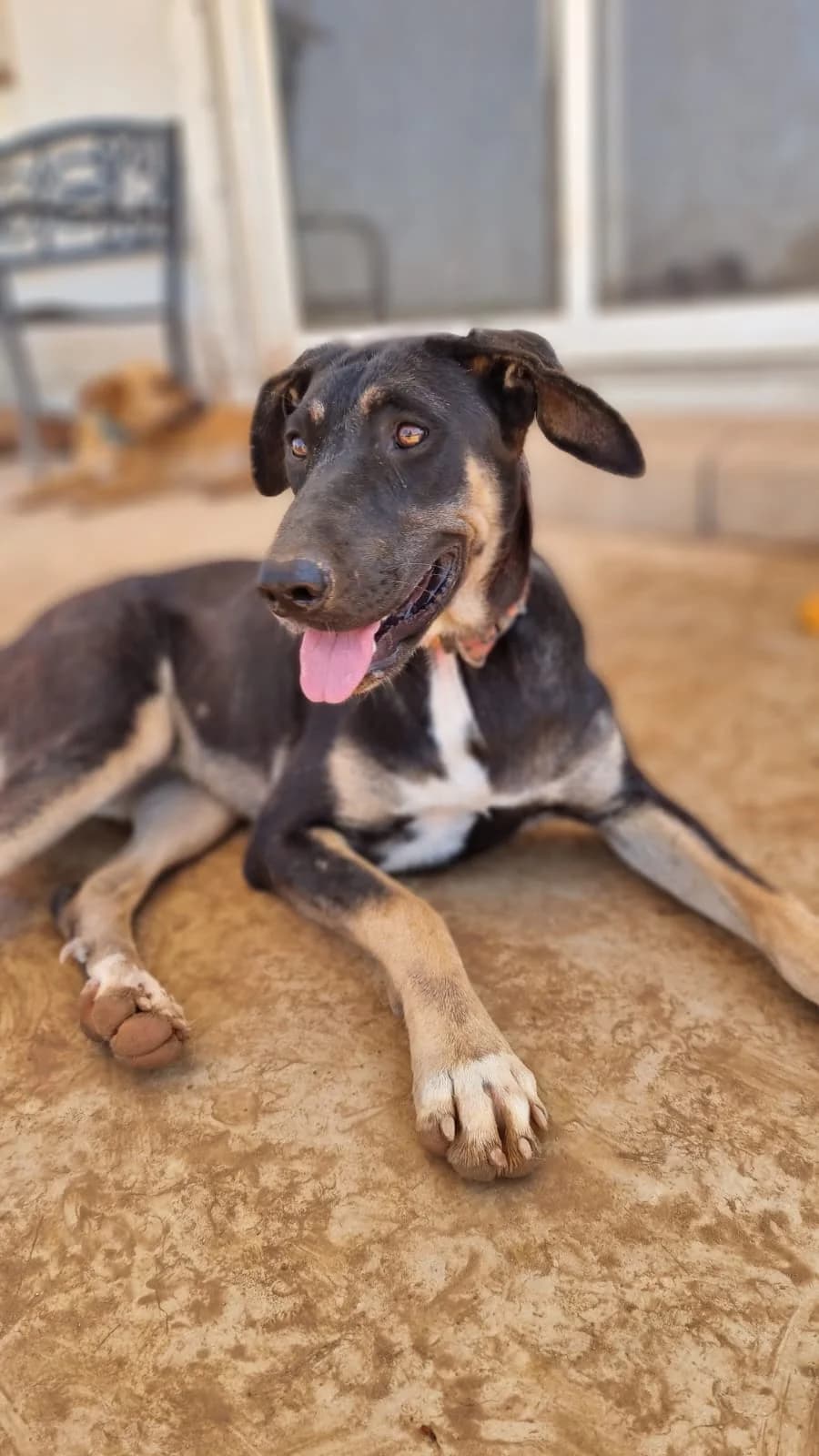 Nala, female mixed breed for adoption at Merlin's Haven Dog Rescue