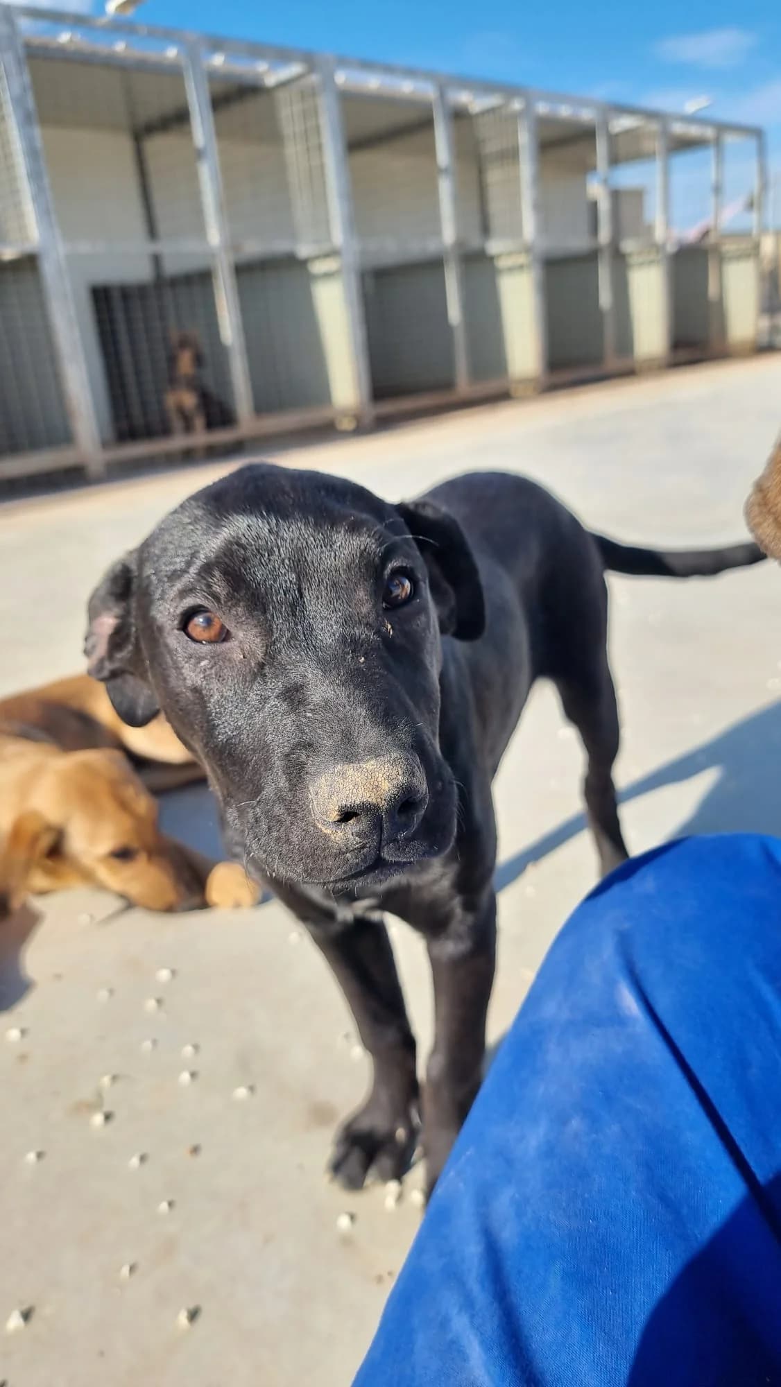 Nessie, female young mixed breed for adoption at Merlin's Haven Dog Rescue
