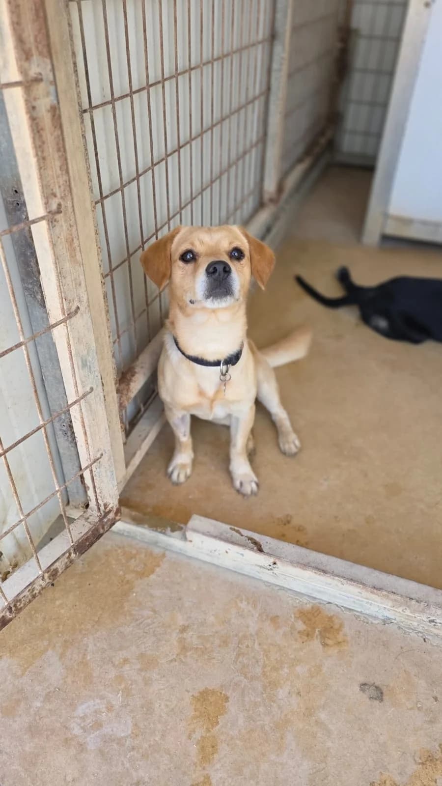Marley, male young mixed breed for adoption at Merlin's Haven Dog Rescue