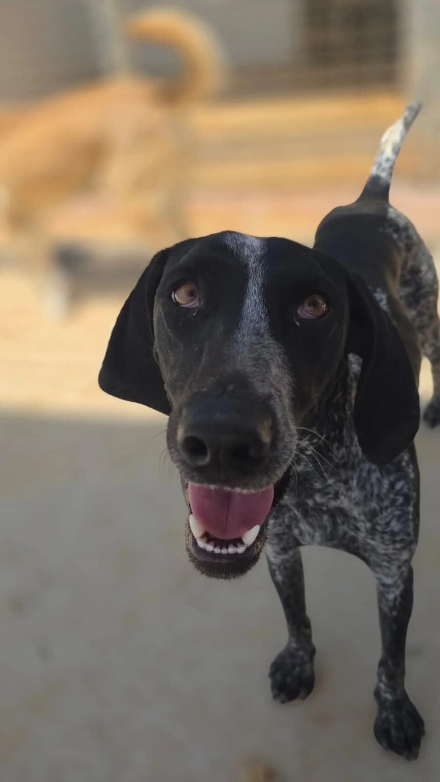 Nova, female young Pointer for adoption at Merlin's Haven Dog Rescue