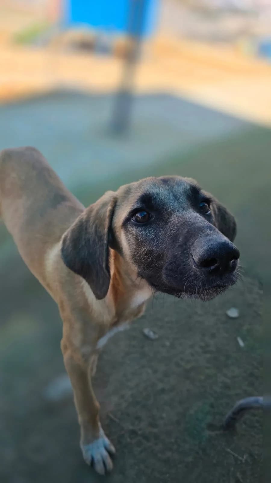 Olive, female puppy mixed breed for adoption at Merlin's Haven Dog Rescue
