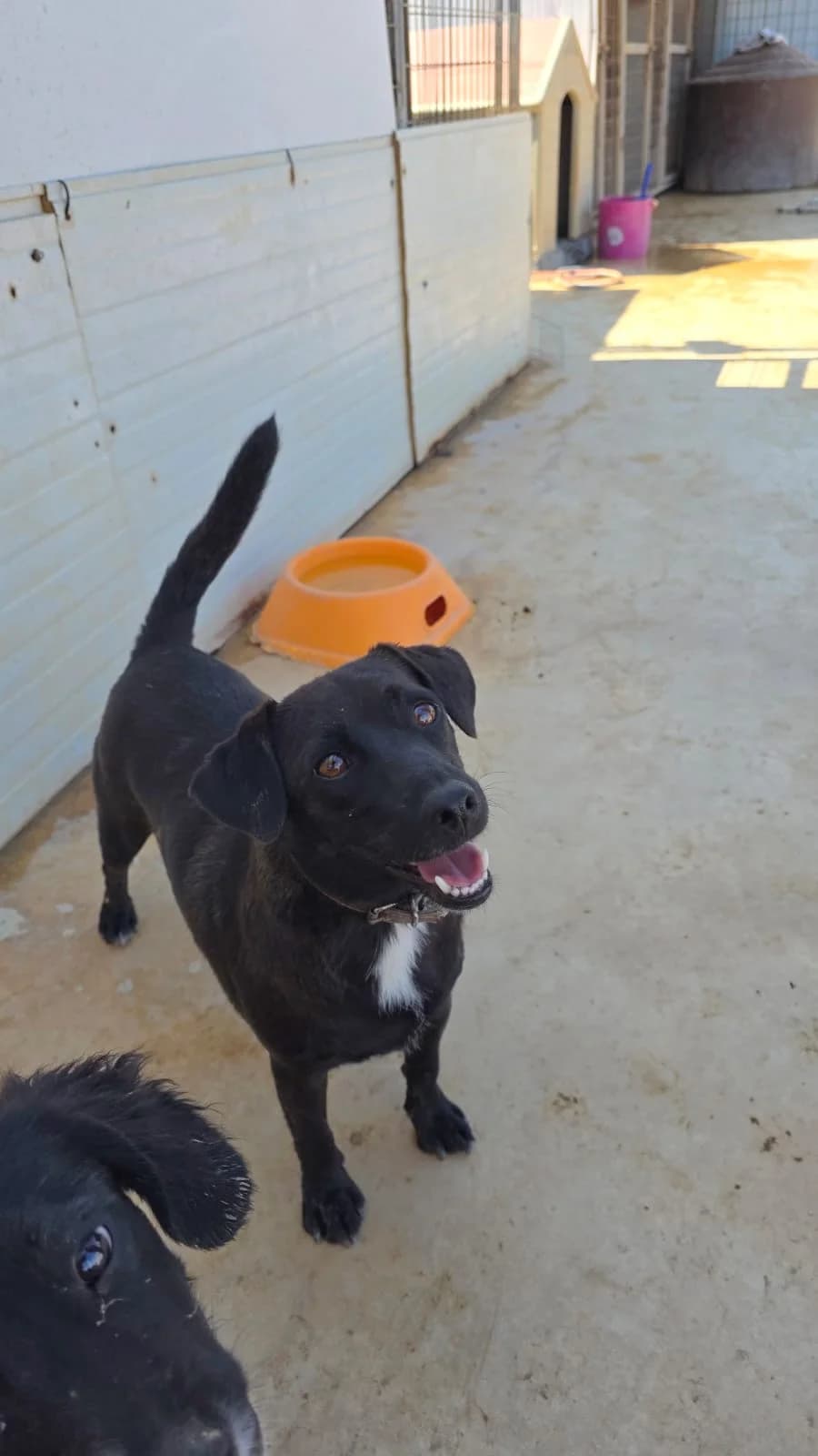 Oreo, male young mixed breed for adoption at Merlin's Haven Dog Rescue