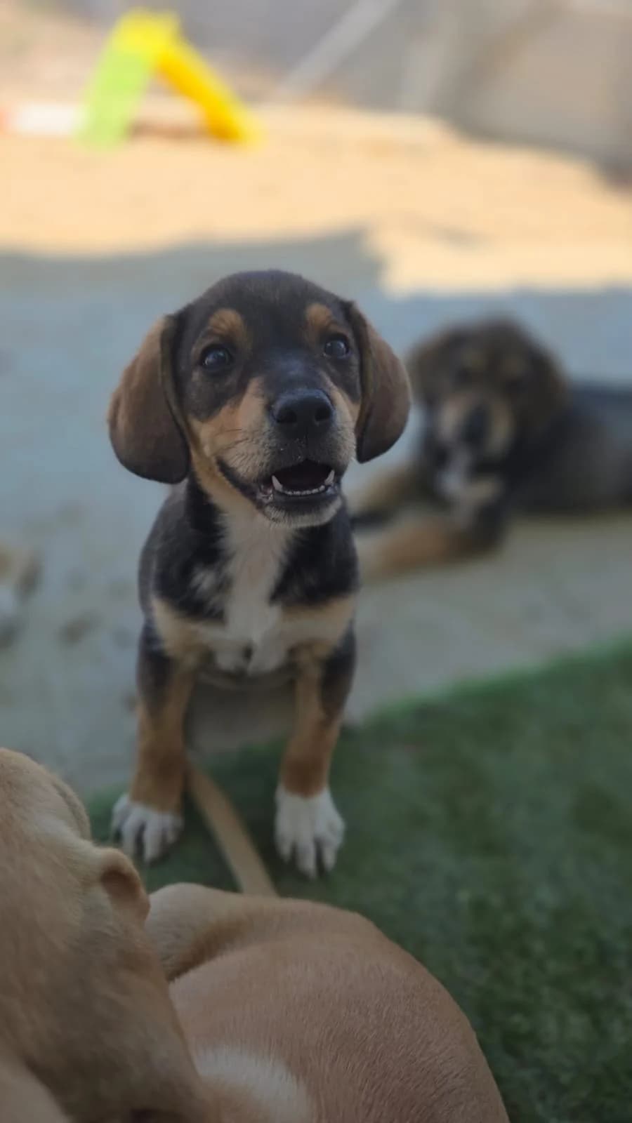 Penny, female puppy mixed breed for adoption at Merlin's Haven Dog Rescue