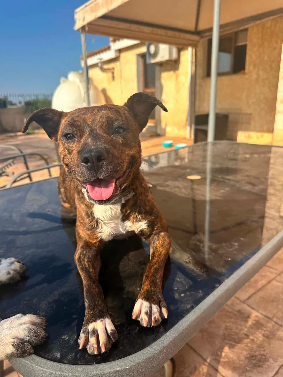 Pepsi, female young Staffordshire Bull Terrier for adoption at Merlin's Haven Dog Rescue