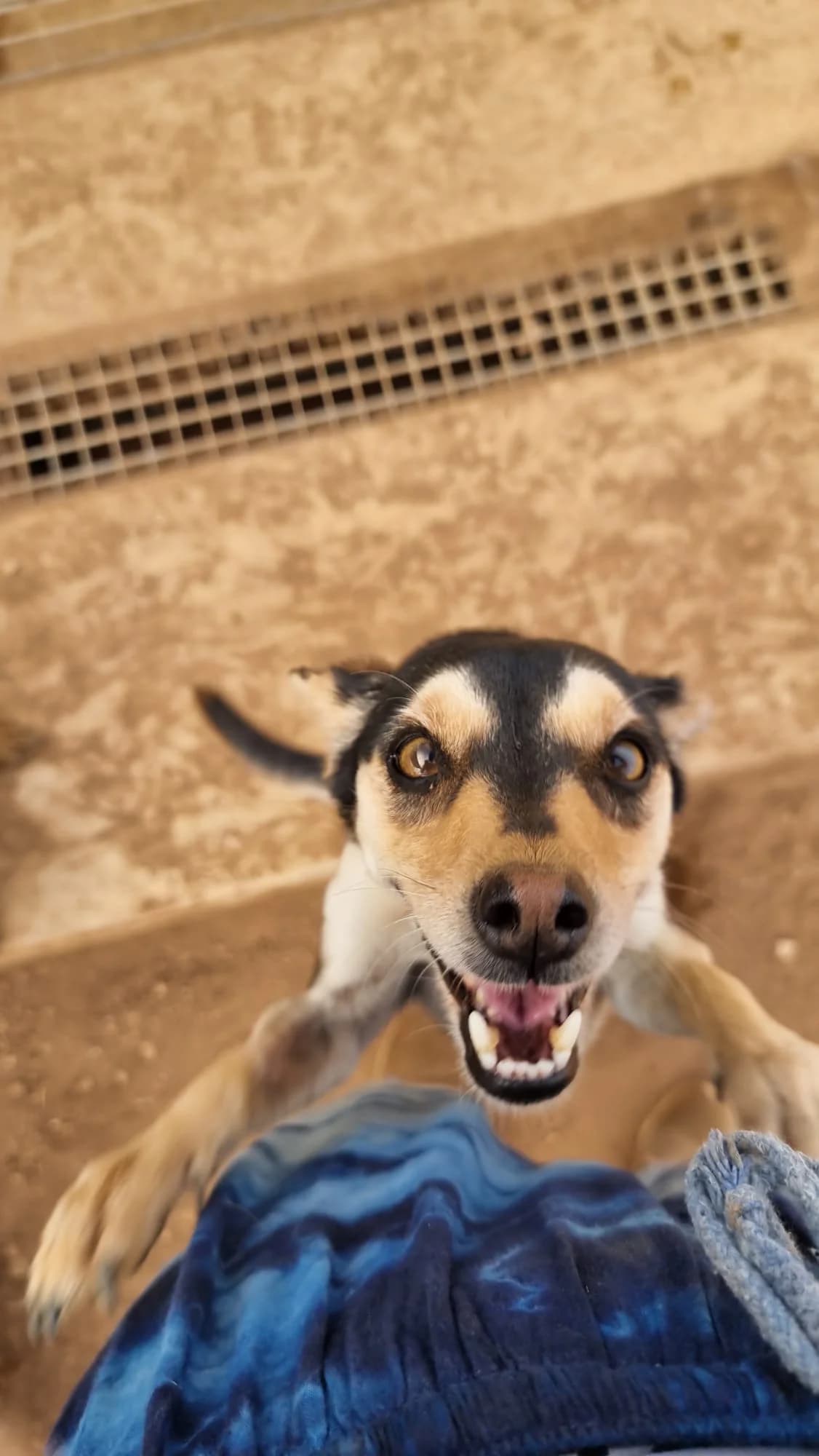 Randi, male young mixed breed for adoption at Merlin's Haven Dog Rescue