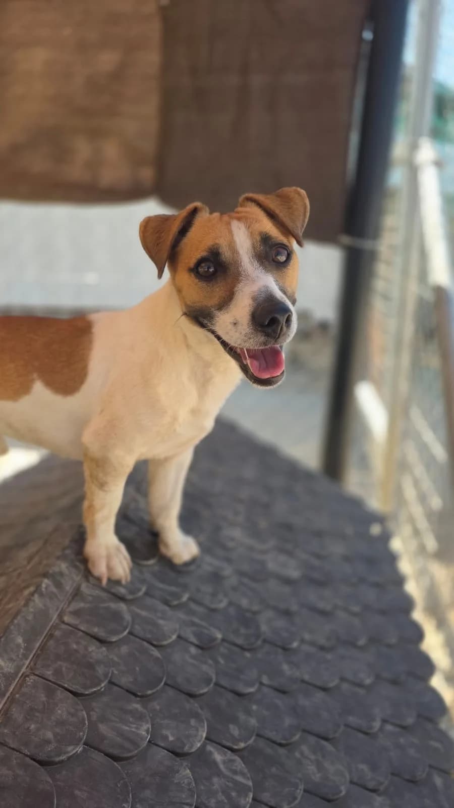 Rascal, male young mixed breed for adoption at Merlin's Haven Dog Rescue