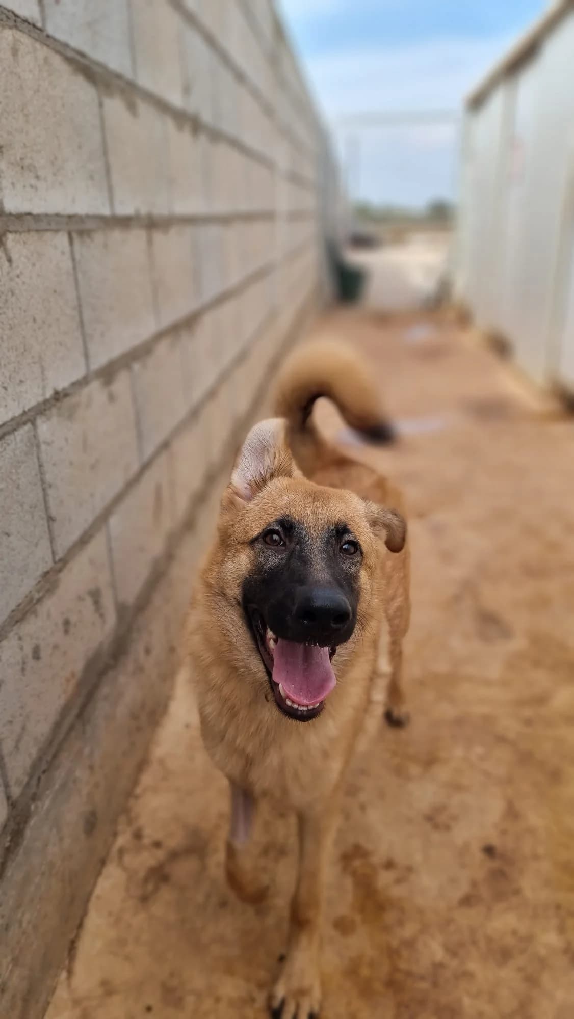 Rex, male young mixed breed for adoption at Merlin's Haven Dog Rescue