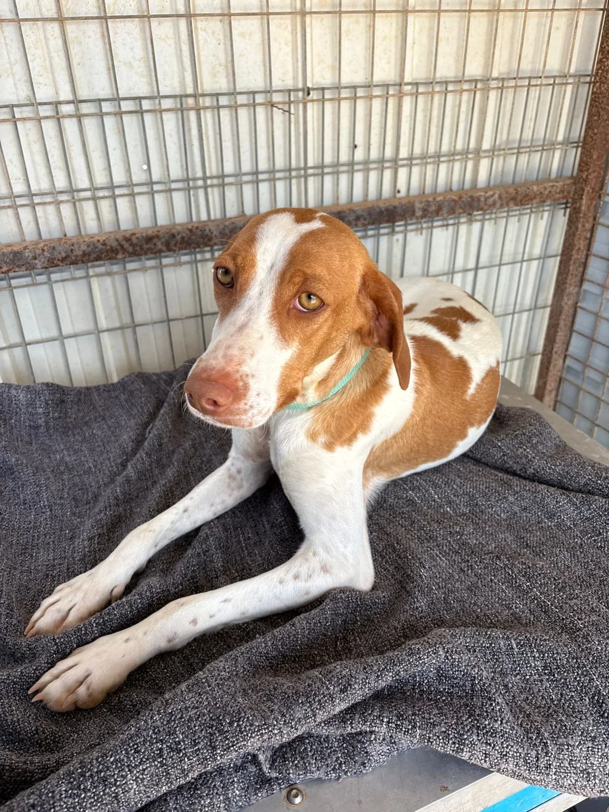 Scout, female young Pointer for adoption at Merlin's Haven Dog Rescue
