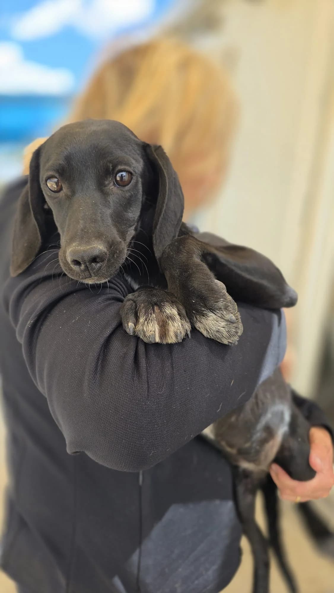 Sheera, female puppy mixed breed for adoption at Merlin's Haven Dog Rescue