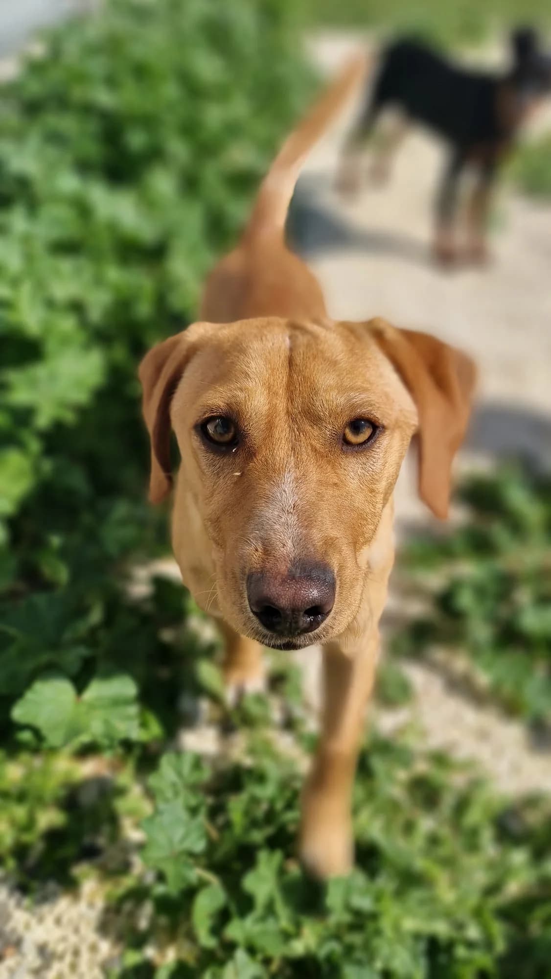 Sid, male young mixed breed for adoption at Merlin's Haven Dog Rescue