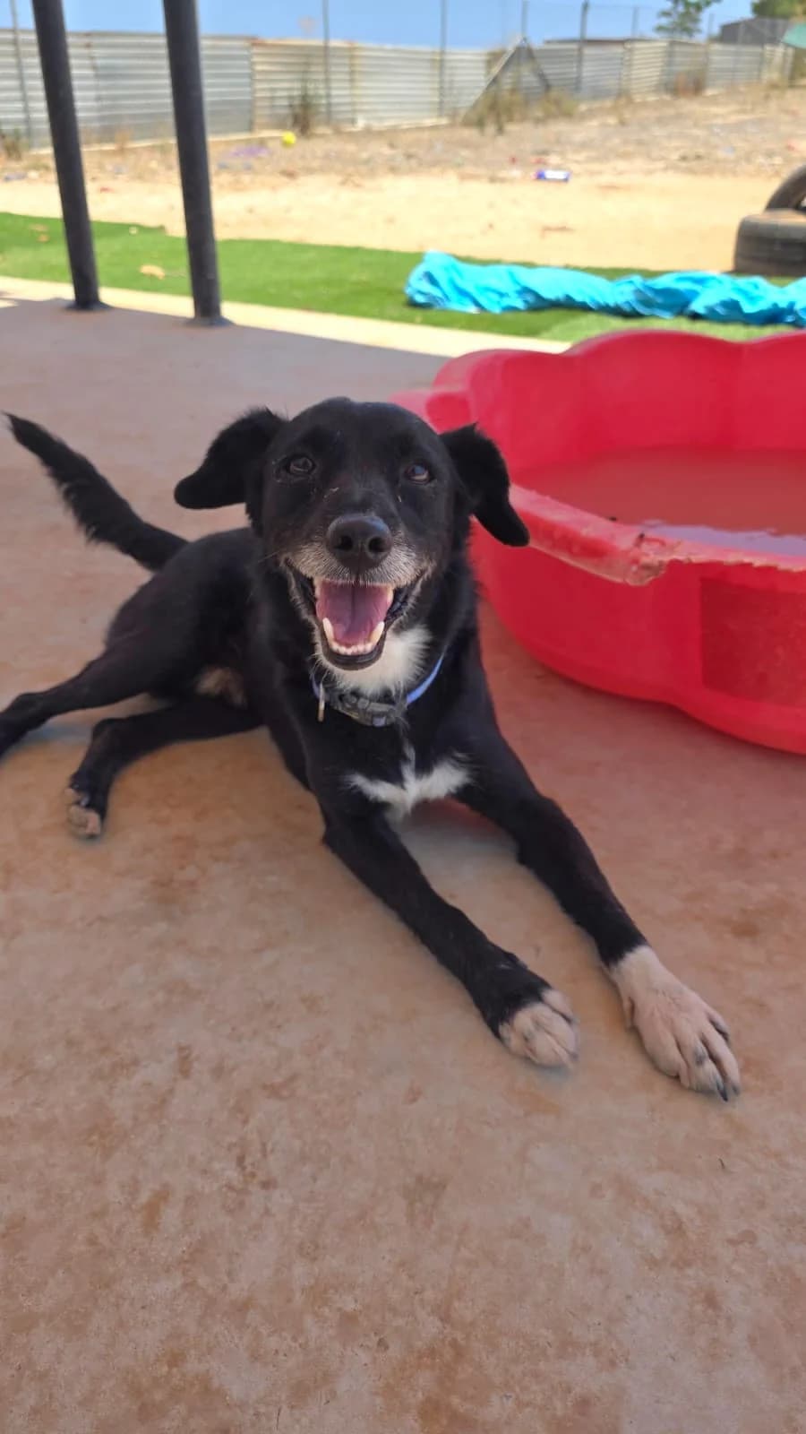 Sox, male 5yo mixed breed for adoption at Merlin's Haven Dog Rescue