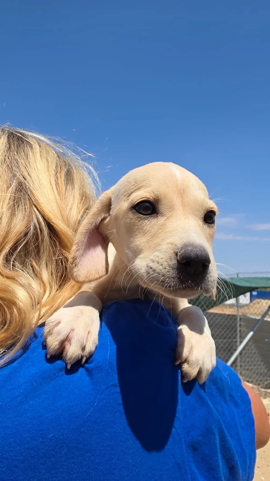 Summer, female puppy mixed breed for adoption at Merlin's Haven Dog Rescue