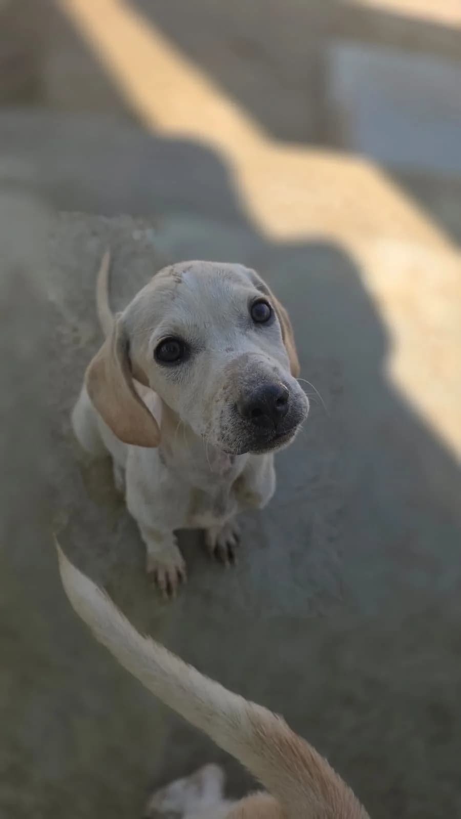 Summer, female puppy mixed breed for adoption at Merlin's Haven Dog Rescue