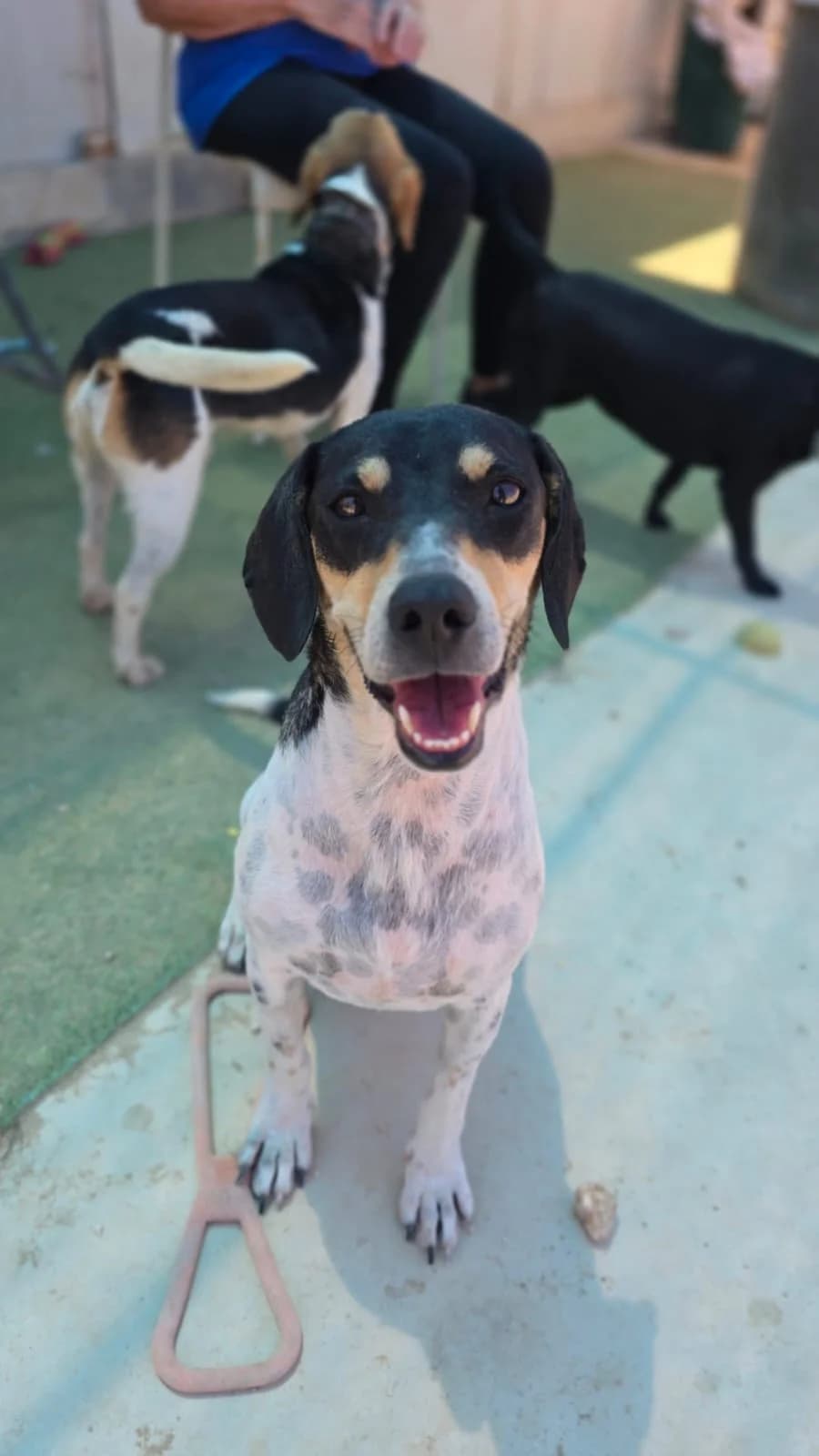 Willow, female young mixed breed for adoption at Merlin's Haven Dog Rescue