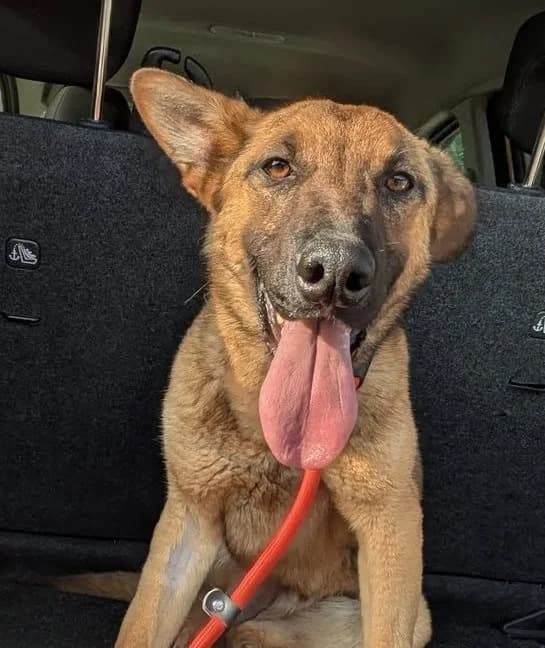 Hob Nob, male young mixed breed for adoption at PAWS Dog Shelter Paphos